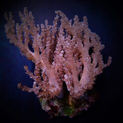 Capnella spp. (Bali) | M