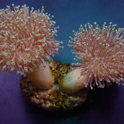 Sarcophyton ehrenbergi | S