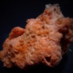 Cinachyrella spp. (Ball Sponge) | M