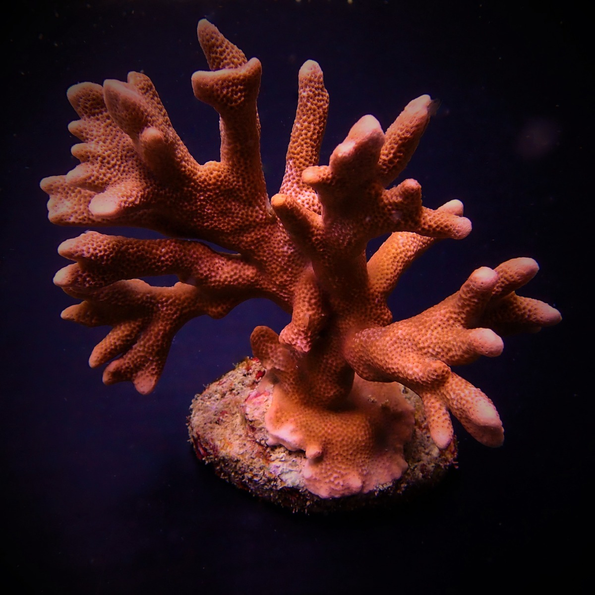 Montipora spp. (Branched) (Orange-Red)