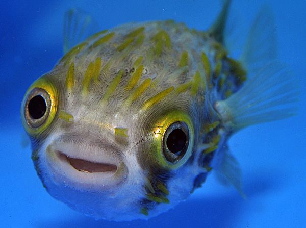 Diodon nicthemerus (Temperate water) | S