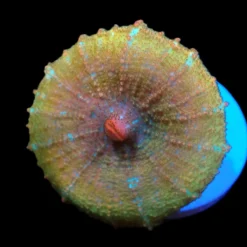 discosoma_neglecta_premium_rare_pb_204_65.00