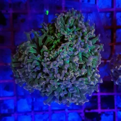 Euphyllia ancora (Special Colored) | XL