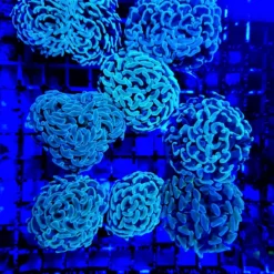 Euphyllia paraancora (Green) (price per head) Aust. | T