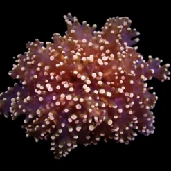 Euphyllia yaeyamaensis (Orange-Yellow) (1 hd.) | FRAG
