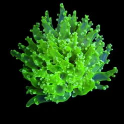 Euphyllia paradivisa (Green) (Ultra) (1 hd.) | FRAG