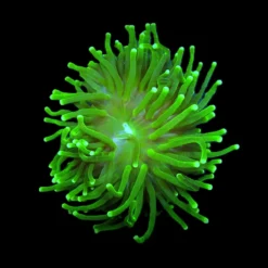 Euphyllia glabrescens (Green) (Ultra) (1 hd.) | FRAG