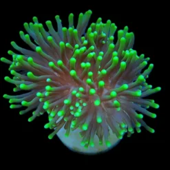 Euphyllia glabrescens (Green) (Premium) (1 hd.) | FRAG