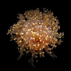 Euphyllia paradivisa (Orange-Yellow) (1 hd.) | FRAG