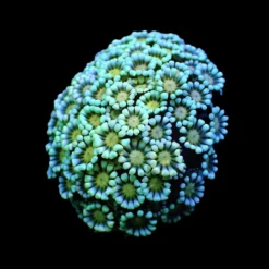 Alveopora spp. (Premium) (frag) | FRAG