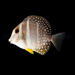 Acanthurus guttatus | S