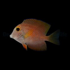 Ctenochaetus truncatus | M