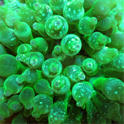 Entacmaea quadricolor (Green) | M