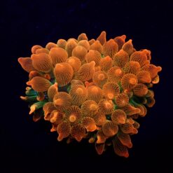 Entacmaea quadricolor (Red-Green) | XL