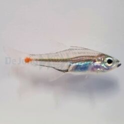 Ostorhinchus parvulus | All sizes