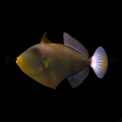 Melichthys vidua | L