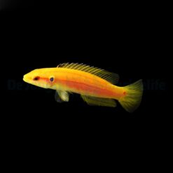 Bodianus bimaculatus | All sizes
