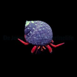 Clibanarius rutilus | All sizes