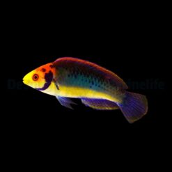 Cirrhilabrus aquamarinus | All sizes