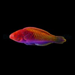 Cirrhilabrus solorensis | All sizes