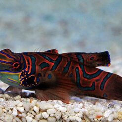 Pterosynchiropus splendidus (Red) | All sizes