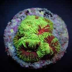 Favia spp. (Premium) (frag) | FRAG