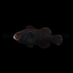 Amphiprion ocellaris (Midnight) - DJM Bred | All sizes