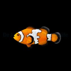 Amphiprion ocellaris (Snowflake) - DJM Bred | All sizes