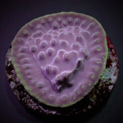 Turbinaria reniformis (frag) | FRAG