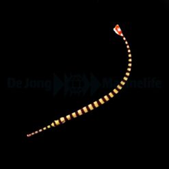 Dunckerocampus dactyliophorus | All sizes