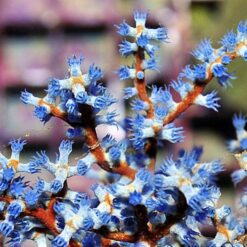 Acalycigorgia spp. | S