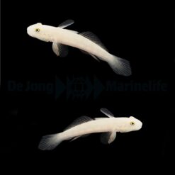 Valenciennea sexguttata (pair) | All sizes