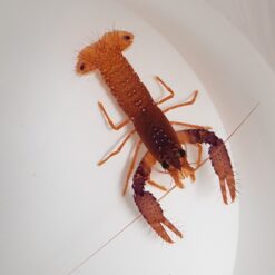 Enoplometopus daumi | All sizes