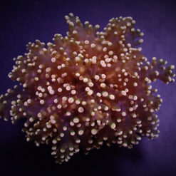 Euphyllia yaeyamaensis (Orange-Yellow) | S