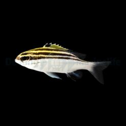 Scolopsis bilineata | M