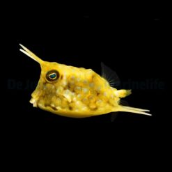 Lactoria cornuta | L