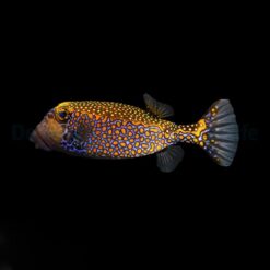 Ostracion meleagris (male) | S/M