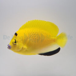 Apolemichthys trimaculatus | L