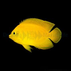 Centropyge heraldi | M