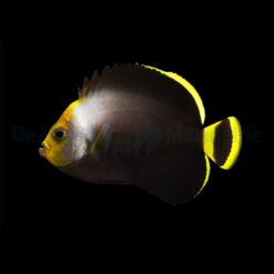 Chaetodontoplus melanosoma | L