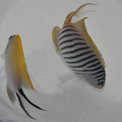 Genicanthus melanospilos (pair) | All sizes