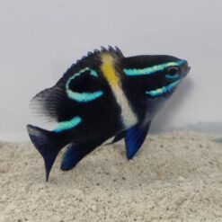 Neoglyphidodon oxyodon | All sizes