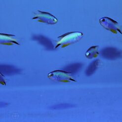 Pomacentrus alleni | All sizes