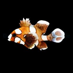 Plectorhinchus chaetodonoides | M