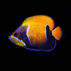 Pomacanthus navarchus (Adult) | L