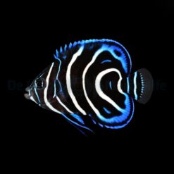 Pomacanthus Semicirculatus | M