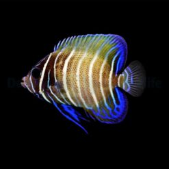 Pomacanthus sexstriatus | L