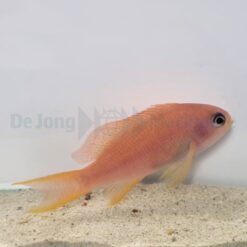 Pseudanthias cheirospilos (female) | All sizes
