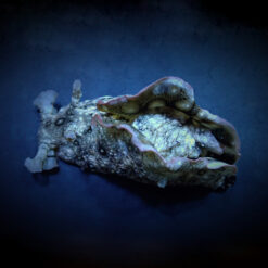 Aplysia argus | All sizes