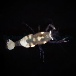 Ancylocaris brevicarpalis | All sizes